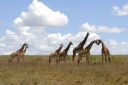 1_Nairobi_parc_01_Girafes_9163.jpg